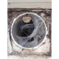 All kinds of critters can get comfortable in your dryer vent line! We'll clear them out and can install a cover to help keep them out.